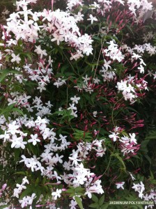 Jasminum polyanthum - blossom 3